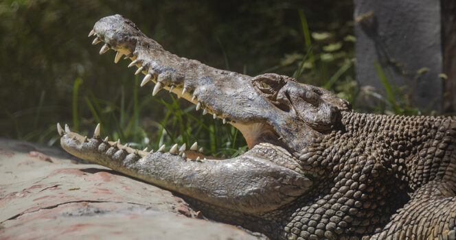 Tourist’s selfie stunt in crocodile enclosure takes deadly turn