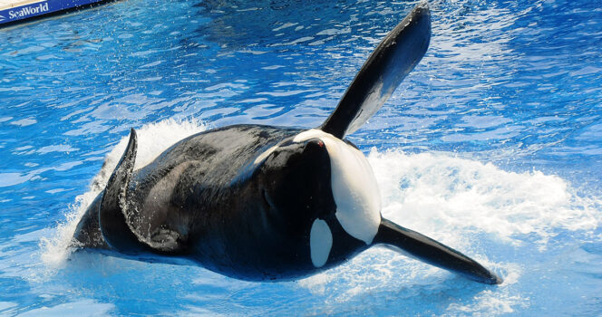 Chilling last words of trainer ripped apart by ‘psychotic’ killer whales