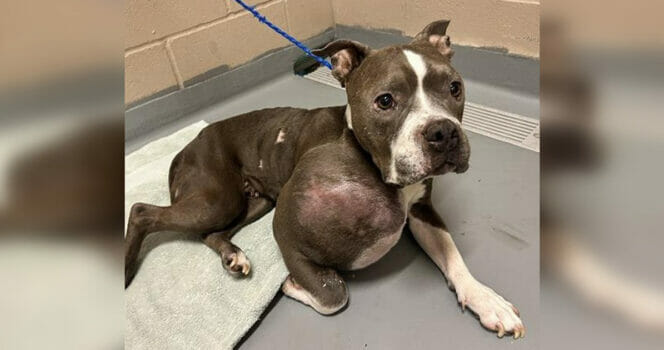 Pit bull with volleyball-sized tumor on her leg gets both good and bad news