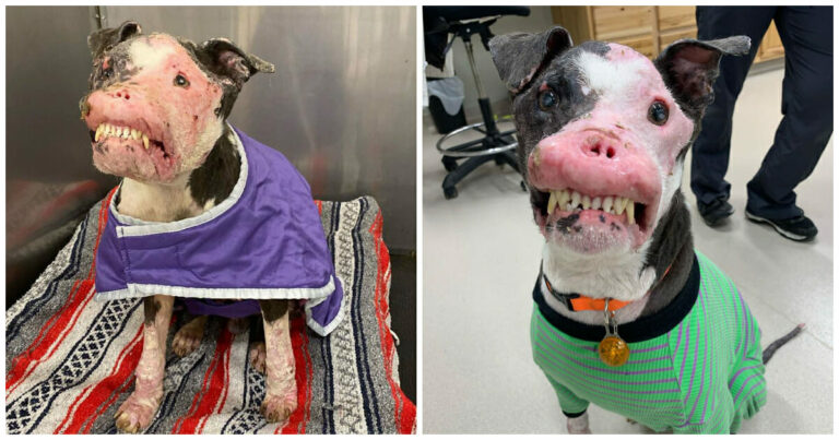Rescue dog with autoimmune disease that proved beauty comes from within has sadly passed away