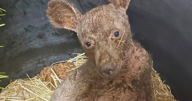 Orphaned, hairless and afraid: Now this black bear is unrecognizable