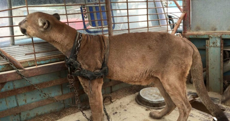 Circus lion released after being locked up for 20 years