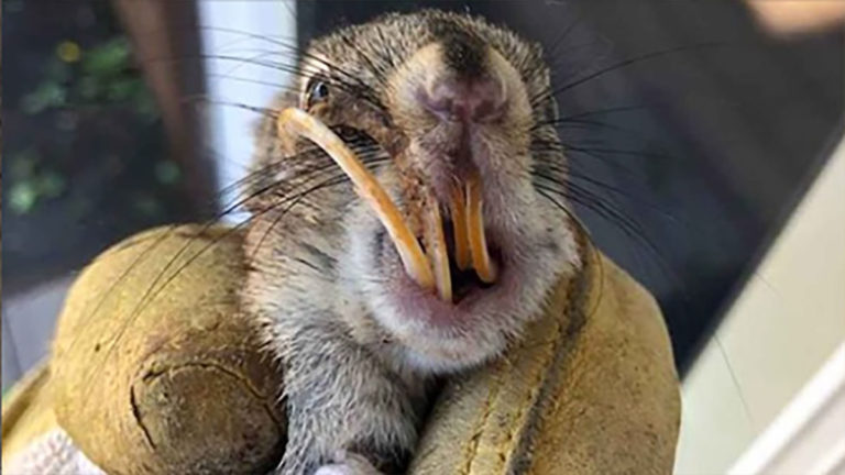 Animal lover finds squirrel with giant tooth, brings him home and gives him a new opportunity – thank you