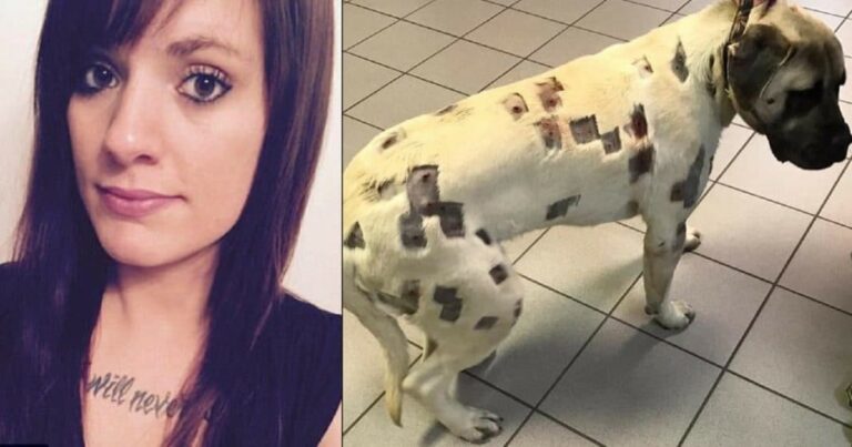 Woman thinks dog is riddled with bug bites, then realizes they’re bullet holes