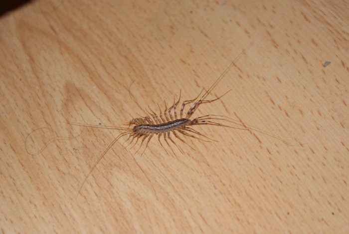 Why You Should Never Ever Kill A House Centipede If You Find One Inside Of Your Home